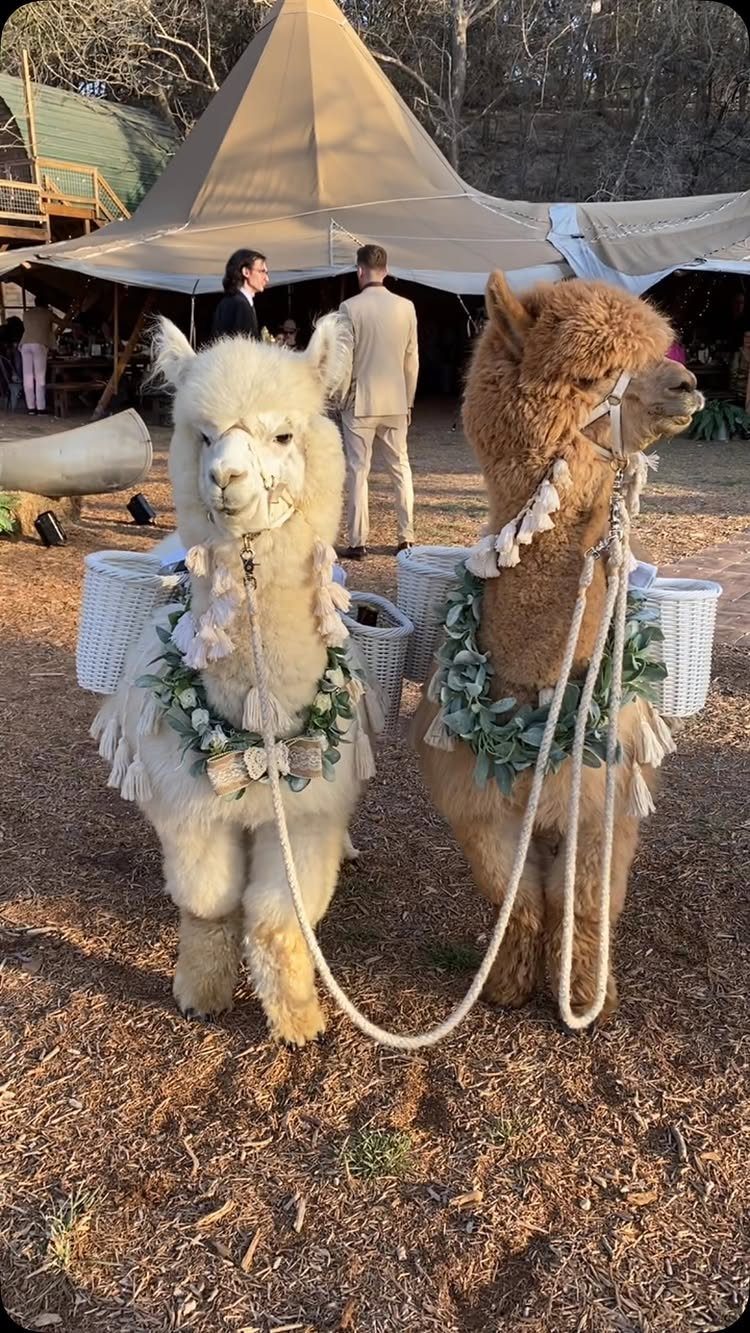Two alpacas wearing floral garlands standing in front of a wedding tent.