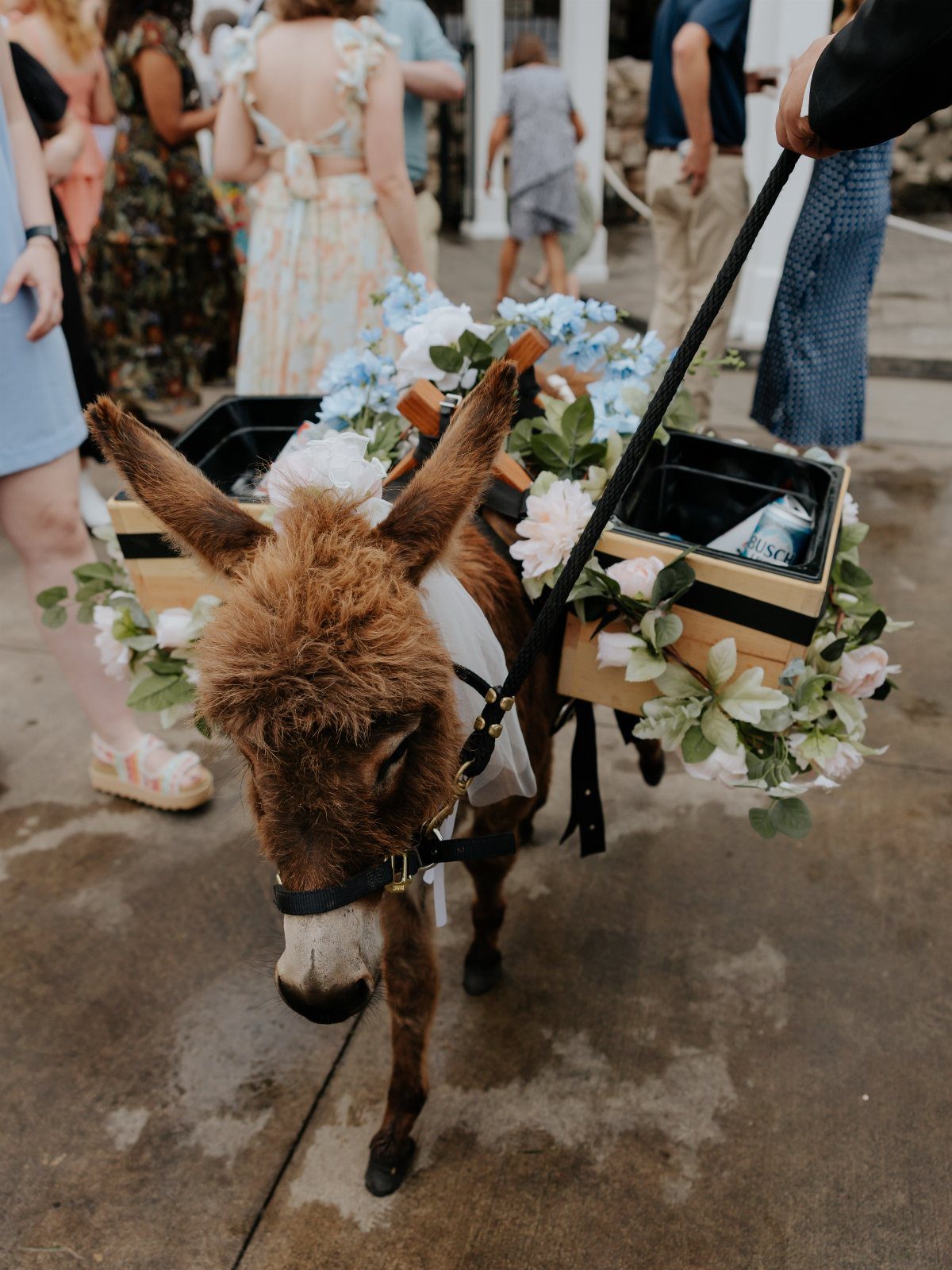 Brown donkey wearing floral crown carrying champagne crates at a wedding event