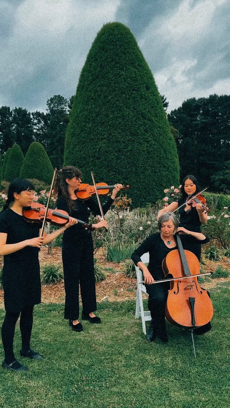 String quartet playing violins and cello on a lawn with cone-shaped shrubs.